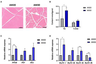 Effects of alfalfa levels on carcass traits, meat quality, fatty acid composition, amino acid profile, and gut microflora composition of Heigai pigs